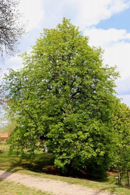 Aesculus hippocastanum - jírovec maďal - celek (34)